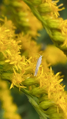 Homoeosoma electella
