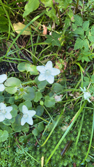 Parnassia