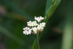 Perideridia gairdneri