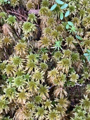 Sphagnum flavicomans