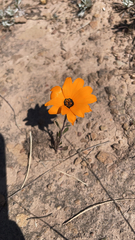 Dimorphotheca sinuata