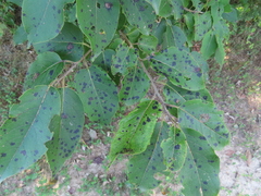 Pseudocercospora kaki