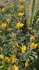Heterotheca villosa