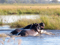 Hippopotamus amphibius