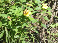 Heraclides andraemon