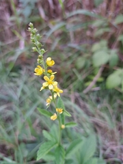 Agrimonia striata