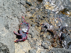 Grapsus adscensionis