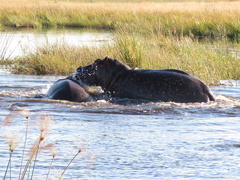 Hippopotamus amphibius