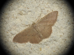 Idaea distinctaria
