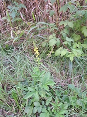 Agrimonia striata