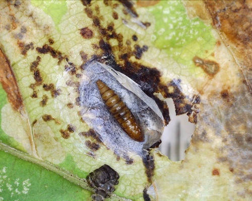 Horse-chestnut Leafminer
