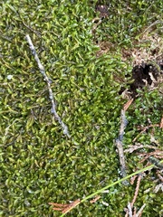 Odontoschisma sphagni