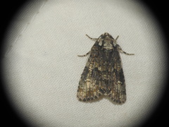 Craniophora ligustri