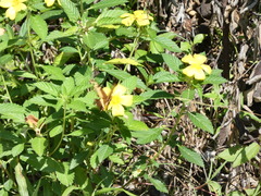 Heraclides andraemon