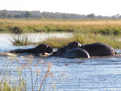 Hippopotamus amphibius