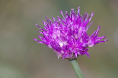 Allium validum