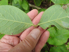 Lonicera hirsuta