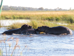 Hippopotamus amphibius