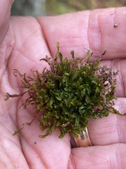 Odontoschisma sphagni