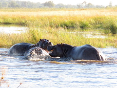 Hippopotamus amphibius