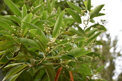 Persea indica
