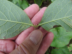 Lonicera hirsuta
