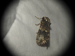 Craniophora ligustri