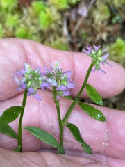 Polygala brevifolia