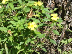 Heraclides andraemon