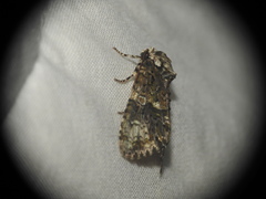 Craniophora ligustri