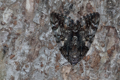 Catocala lacrymosa