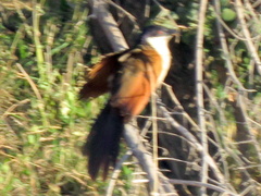 Centropus cupreicaudus