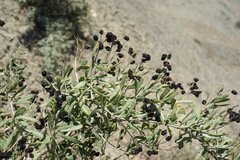 Nitraria schoberi