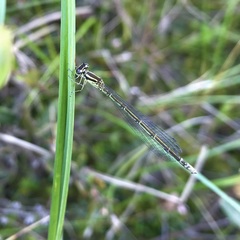 Coenagrion johanssoni