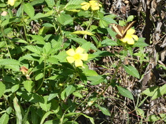 Heraclides andraemon