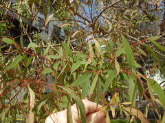 Eucalyptus nicholii