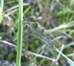 Coenagrion johanssoni