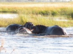 Hippopotamus amphibius
