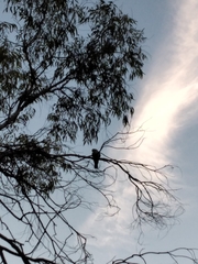 Streptopelia decaocto