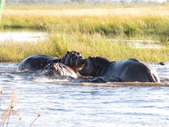 Hippopotamus amphibius