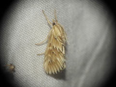 Cynaeda dentalis
