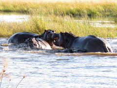 Hippopotamus amphibius