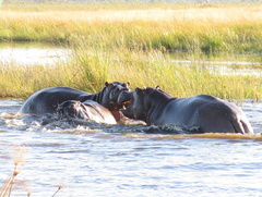Hippopotamus amphibius