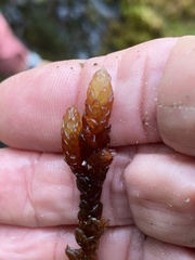 Sphagnum cyclophyllum