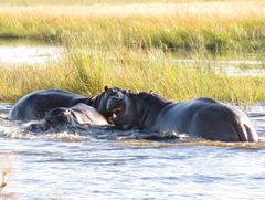 Hippopotamus amphibius