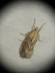 Cynaeda dentalis
