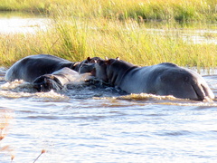 Hippopotamus amphibius