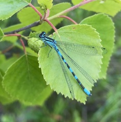 Coenagrion hastulatum