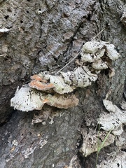 Rigidoporus populinus