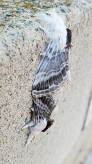 Tolype velleda